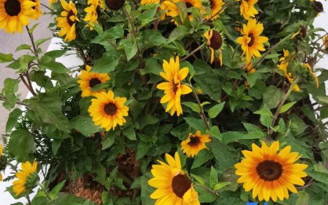 Seaview Forest Life·Aerobic (Shengsi Nanchangtu Beach Branch)