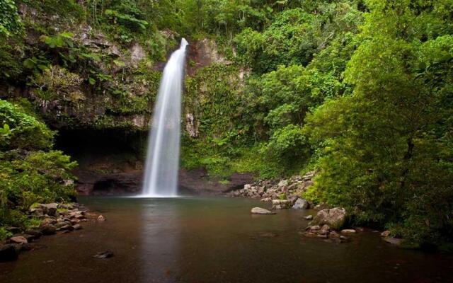 Taveuni Palms