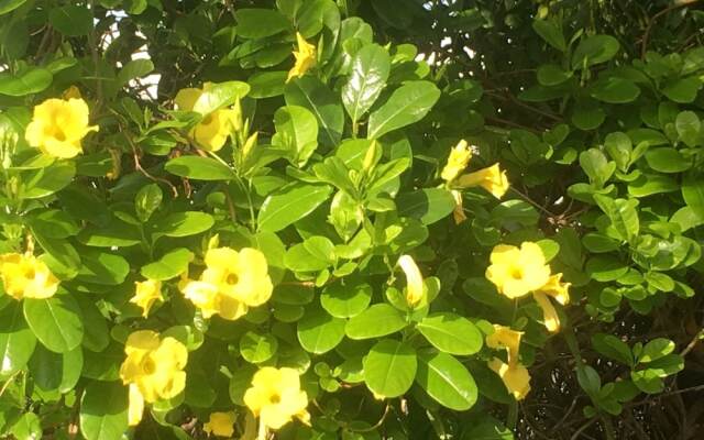 Tropical Breeze Apartments