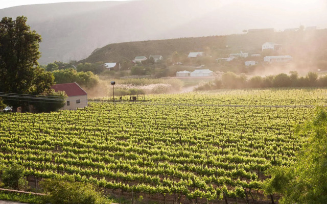 The Queen of Calitzdorp