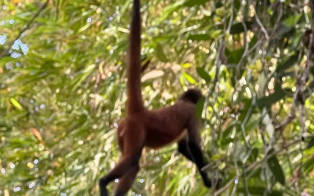 Palapa Hut Hostel & Camping