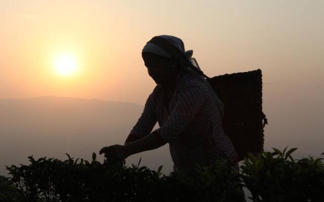 Sourenee Tea Estate & Boutique Resort