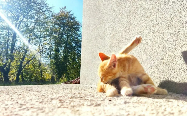 Forest Haven Chalet Karpenisi