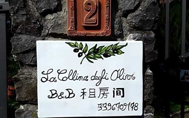 La collina degli olivi