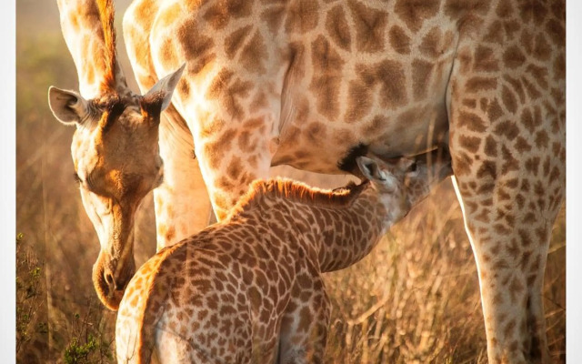 Thali Thali Game Lodge