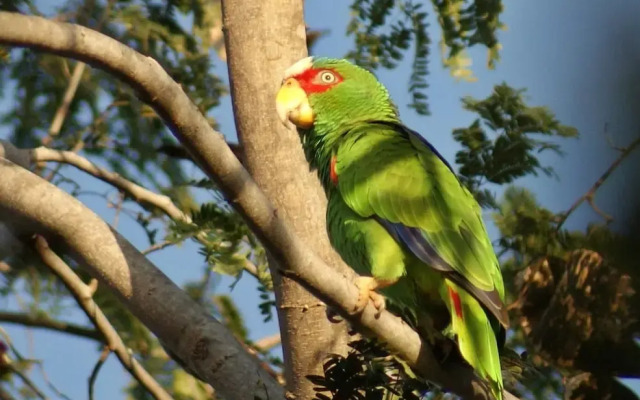 Mini Pini Birdwatching and Cenote Loft4 you Only