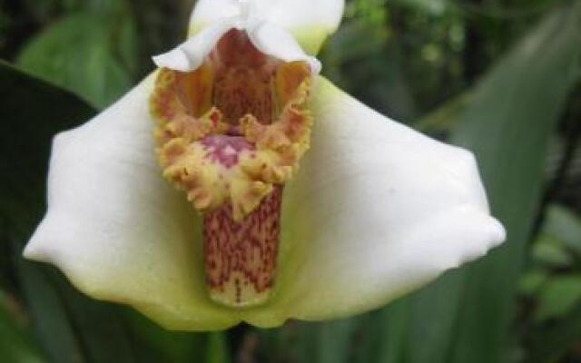 Cabañas Armonía y Jardín de Orquideas