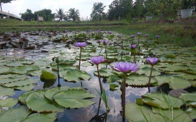 Lotus Chalets Eco Hotel