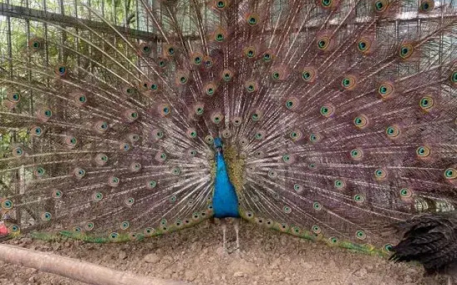 Zhuquanshan Gangzishu Restaurant B&B