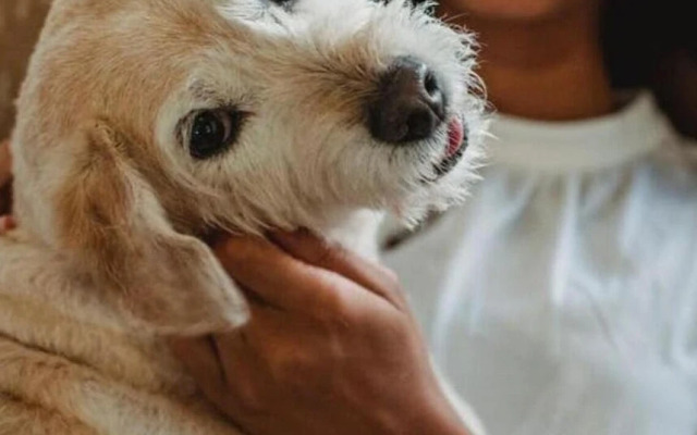 Plano Executive 1BD 1BA Apartment