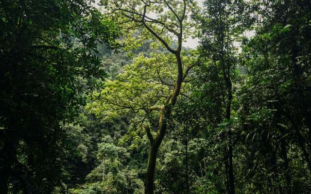 One&Only Nyungwe House