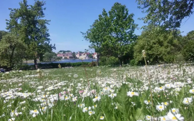 Saule