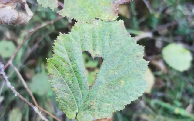 Ferienwohnung Cooldog Kuschelnest