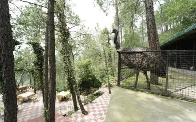 Pine Drive Resort