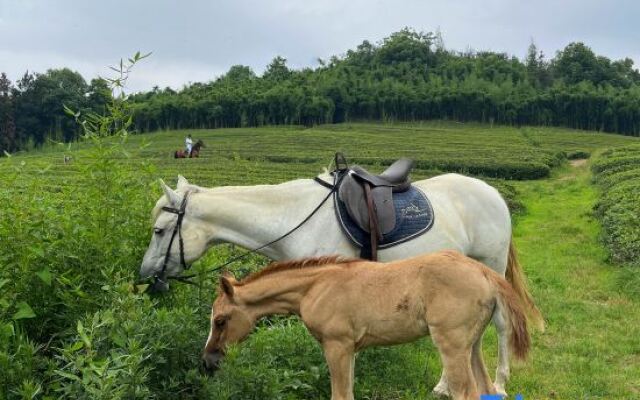 Deqing, Mogan Mountain, Mo see Rainbow Homestay