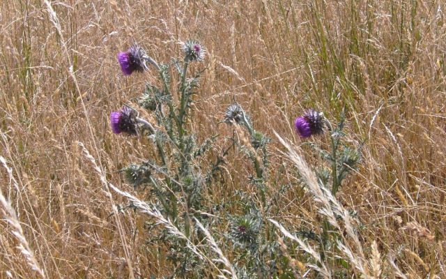 Pension an der Havel