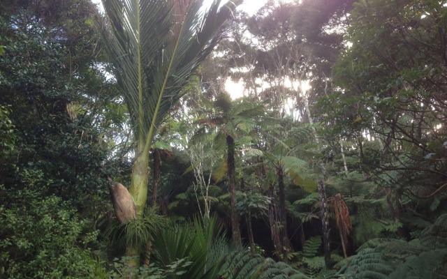 The Coromandel Treehouse