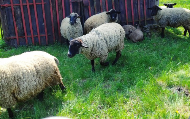 Penzion U Lucerny s malou farmičkou