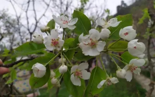 Rossi Rest House By The River