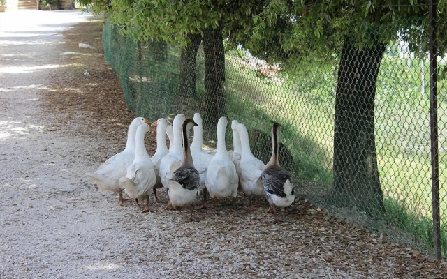 Società Agricola F.lli Angelucci