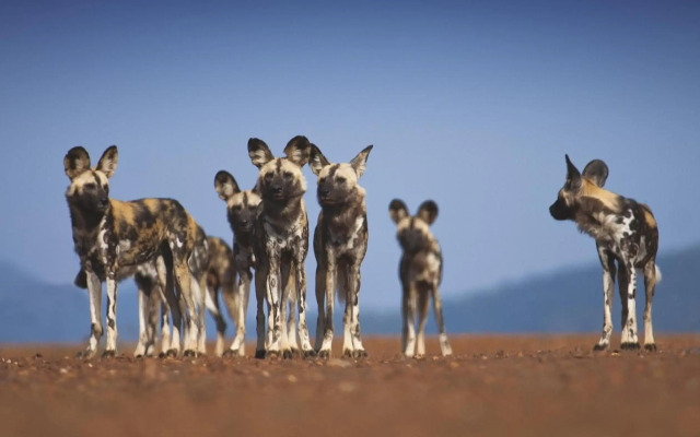 Tuningi Safari Lodge