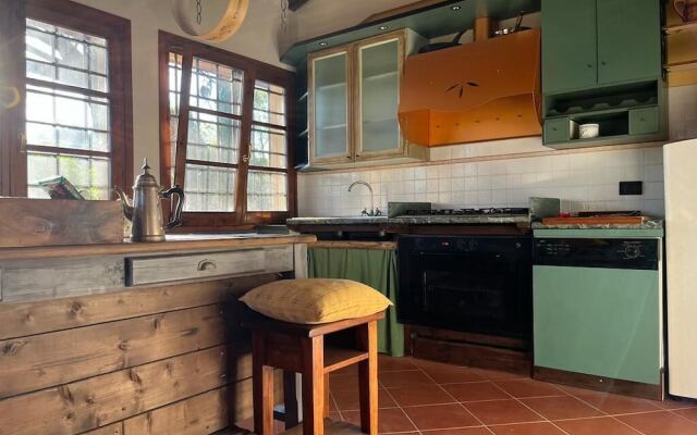 Gatto Bianco Tizzauli