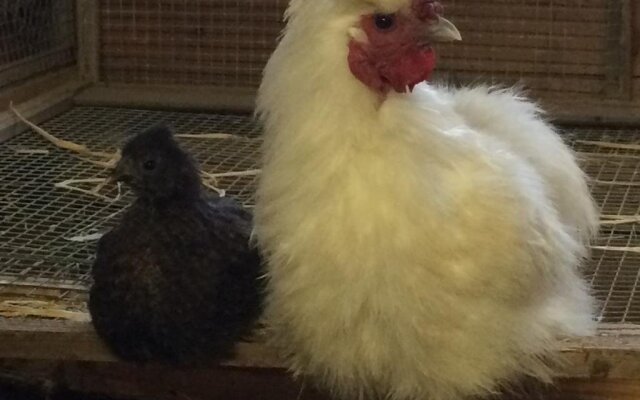 Ferienbauernhof Zirmhof