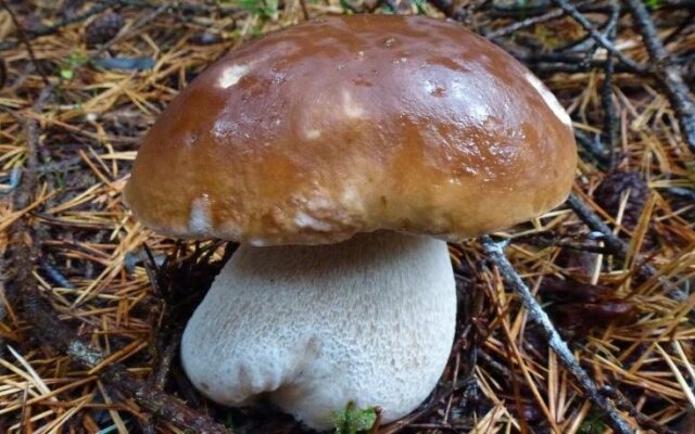 Hotel Restaurant Aux Bruyères