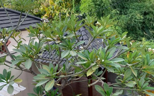 Gumitish Guest House Singaraja