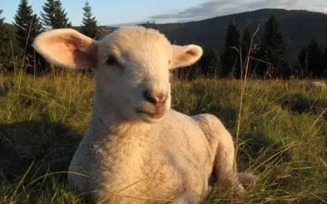 Resort Sv. František - Vila Tereza