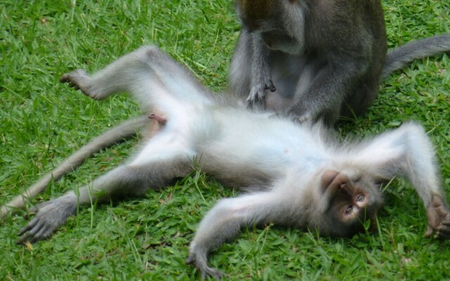 Wenara Bali Bungalow