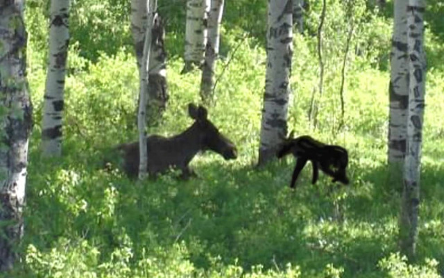 The Aspen Moose Vacation Cabin