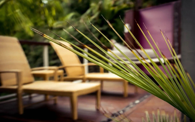 Sanctuary Palms
