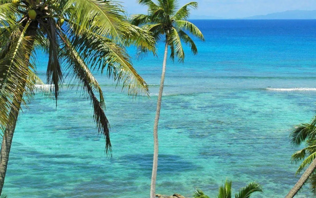 Taveuni Palms