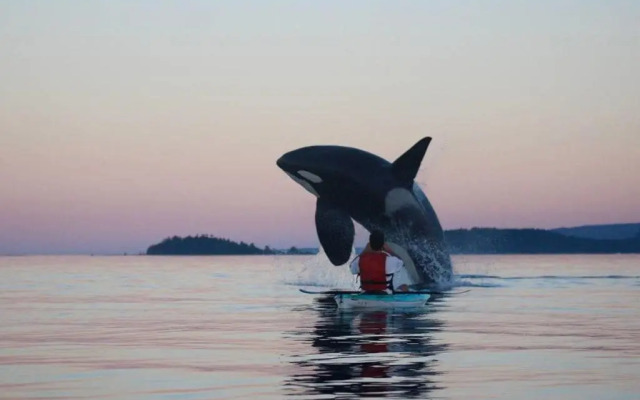 Seagull Studio Vacation Guest Suite