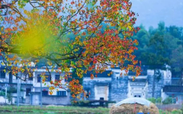 Taiping Yunzhu Characteristic Homestay – Outside – Huangshan