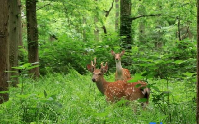 Dongping National Forest Park Rv Camp