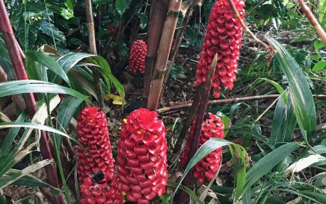 Sweet Spot Stay - Tikis and Treetops