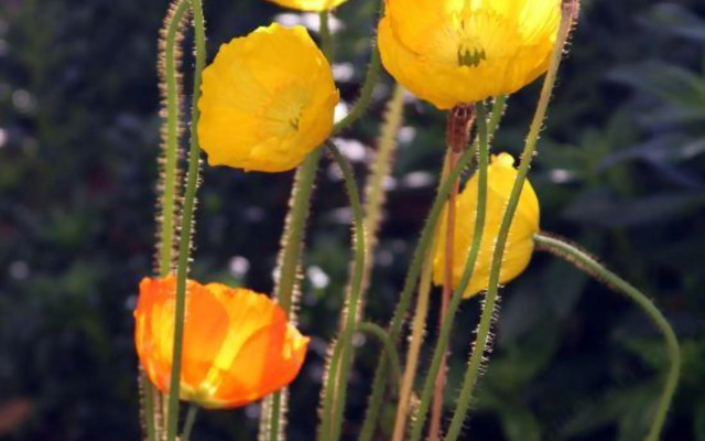 Qinglang Holiday Hotel Fuxian Lake