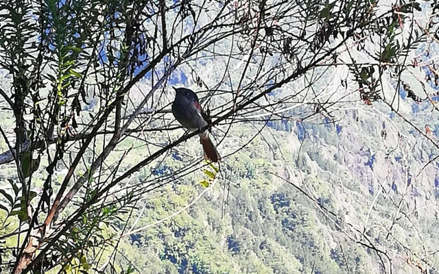 Meublé de tourisme " Le Jasmin Étoilé"- Hell-Bourg - SALAZIE
