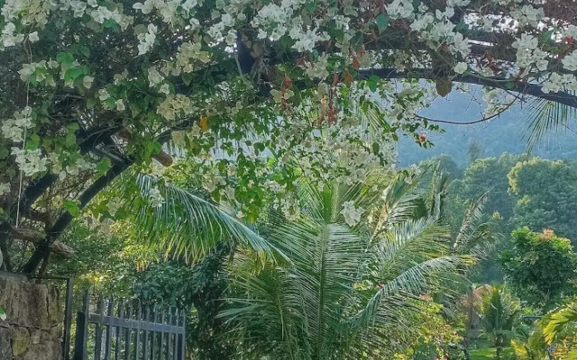 Freedom Jungle Resort