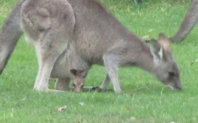 Mallacoota's Shady Gully Caravan Park
