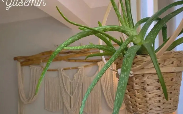 Herrera Otel & Tiny House