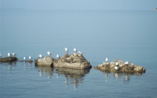 Apartment Duskica - close to the sea: A1 Petrcane, Zadar riviera