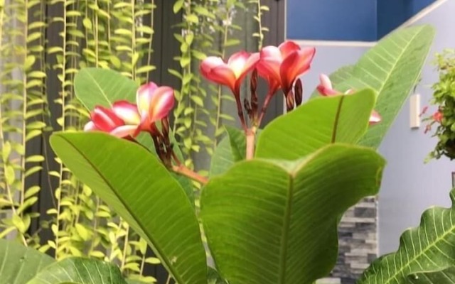 Cherry Garden Homestay