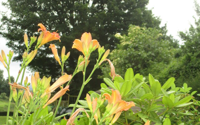 Brambles Bed and Breakfast