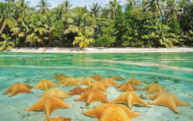 Coconut Bungalows Star Fish Beach