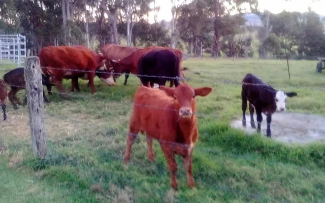 Woodenbong Bed and Breakfast