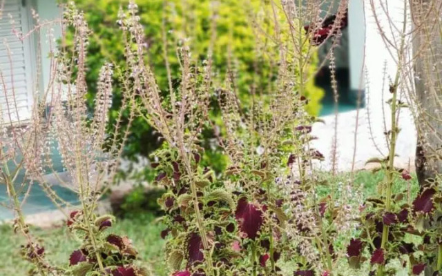 Vinícola Vale do Vinho