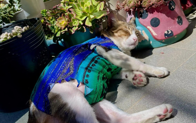 Selena Dalat Homestay